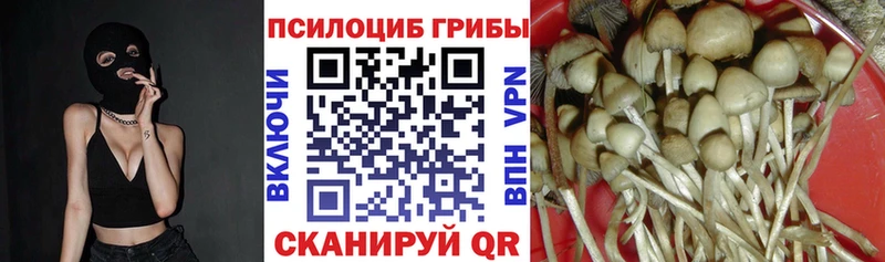 наркота  Елизово  Галлюциногенные грибы Psilocybine cubensis 